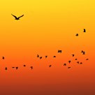 Birds while the sunrise